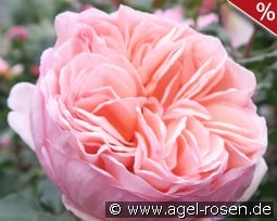 Alexandrine kaufen, click for more details Alexandrine