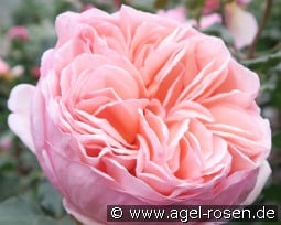 Alexandrine kaufen, click for more details Alexandrine