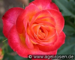 Alinka kaufen, click for more details Alinka