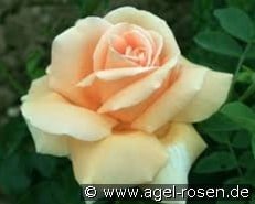 Ambassador 2014 kaufen, click for more details Ambassador 2014