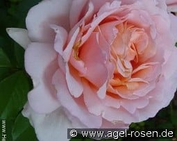 André le Notre kaufen, click for more details André le Notre