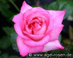 Andrea Guethe kaufen, click for more details Andrea Guethe