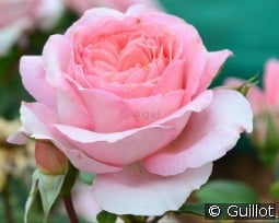 Anne Sophie Pic kaufen, click for more details Anne Sophie Pic