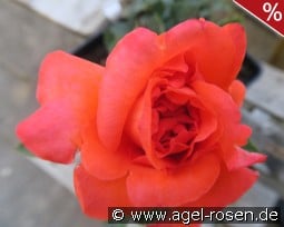 Anne Vanderlove kaufen, click for more details Anne Vanderlove