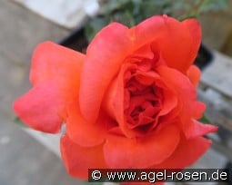 Anne Vanderlove kaufen, click for more details Anne Vanderlove