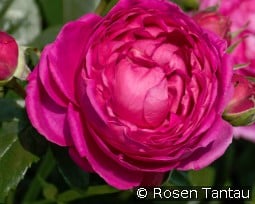 Anuschka kaufen, click for more details Anuschka