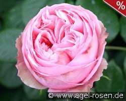 Aphrodite kaufen, click for more details Aphrodite