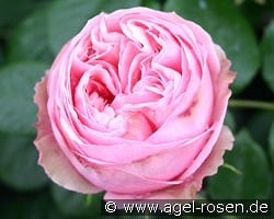 Aphrodite kaufen, click for more details Aphrodite