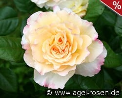 Aquarell kaufen, click for more details Aquarell