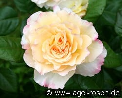 Aquarell kaufen, click for more details Aquarell