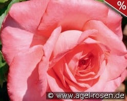 Arthur Rimbaud kaufen, click for more details Arthur Rimbaud