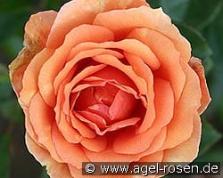 Ashram kaufen, click for more details Ashram