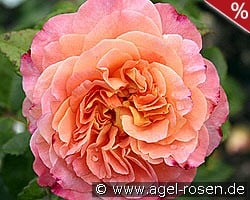 Augusta Luise kaufen, click for more details Augusta Luise