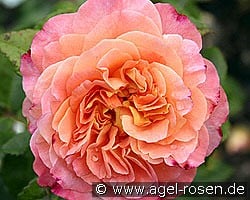 Augusta Luise kaufen, click for more details Augusta Luise