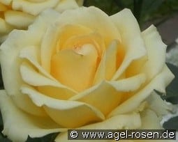 Bad Hersfeld syn. Mystery Girl kaufen, click for more details Bad Hersfeld syn. Mystery Girl