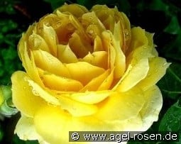 Bahama kaufen, click for more details Bahama