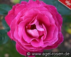 Baronne E. de Rothschild kaufen, click for more details Baronne E. de Rothschild