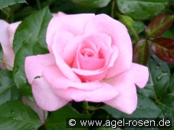 Bayerntraum kaufen, click for more details Bayerntraum