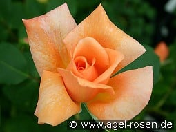 Beauté kaufen, click for more details Beauté