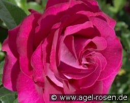 Belles Rives kaufen, click for more details Belles Rives