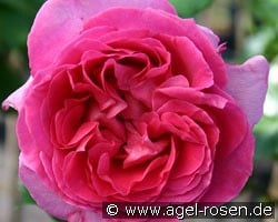 Bernadette Lafont kaufen, click for more details Bernadette Lafont