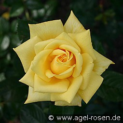 Berolina kaufen, click for more details Berolina