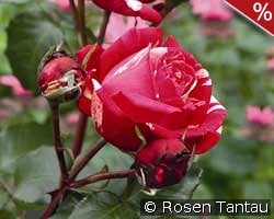 Best Impression kaufen, click for more details Best Impression
