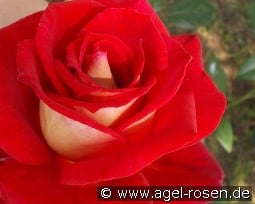 Bicolette kaufen, click for more details Bicolette