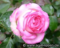 Biedermeier Garden kaufen, click for more details Biedermeier Garden