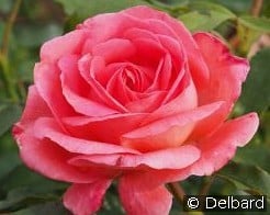 Bijou Corail kaufen, click for more details Bijou Corail