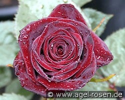 Black Baccara kaufen, click for more details Black Baccara