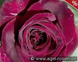 Black Parfumella - Duftrose der Provence