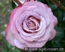 Blue Girl kaufen, click for more details Blue Girl