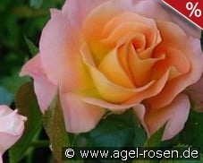 Britannia kaufen, click for more details Britannia