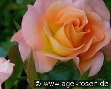 Britannia kaufen, click for more details Britannia