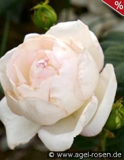 Camille Claudel kaufen, click for more details Camille Claudel