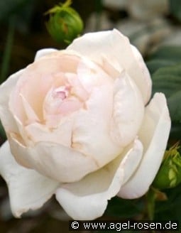 Camille Claudel kaufen, click for more details Camille Claudel