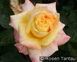 Canary kaufen, click for more details Canary