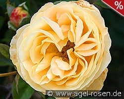 Candlelight kaufen, click for more details Candlelight