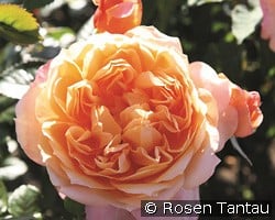 Capri kaufen, click for more details Capri