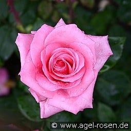 Carina kaufen, click for more details Carina