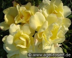 Celientje kaufen, click for more details Celientje