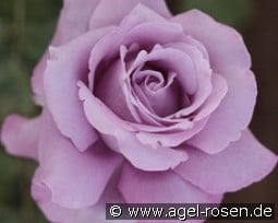 Charles de Gaulle kaufen, click for more details Charles de Gaulle