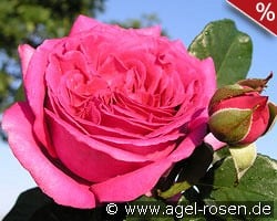 Chartreuse de Parme kaufen, click for more details Chartreuse de Parme