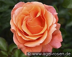 Cherry Brandy kaufen, click for more details Cherry Brandy