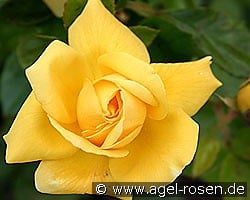 Christel von der Post kaufen, click for more details Christel von der Post