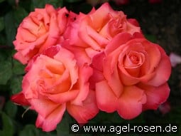 Christoph Columbus kaufen, click for more details Christoph Columbus