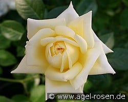 Citrina kaufen, click for more details Citrina