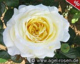 Claus Wisser kaufen, click for more details Claus Wisser