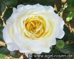 Claus Wisser kaufen, click for more details Claus Wisser